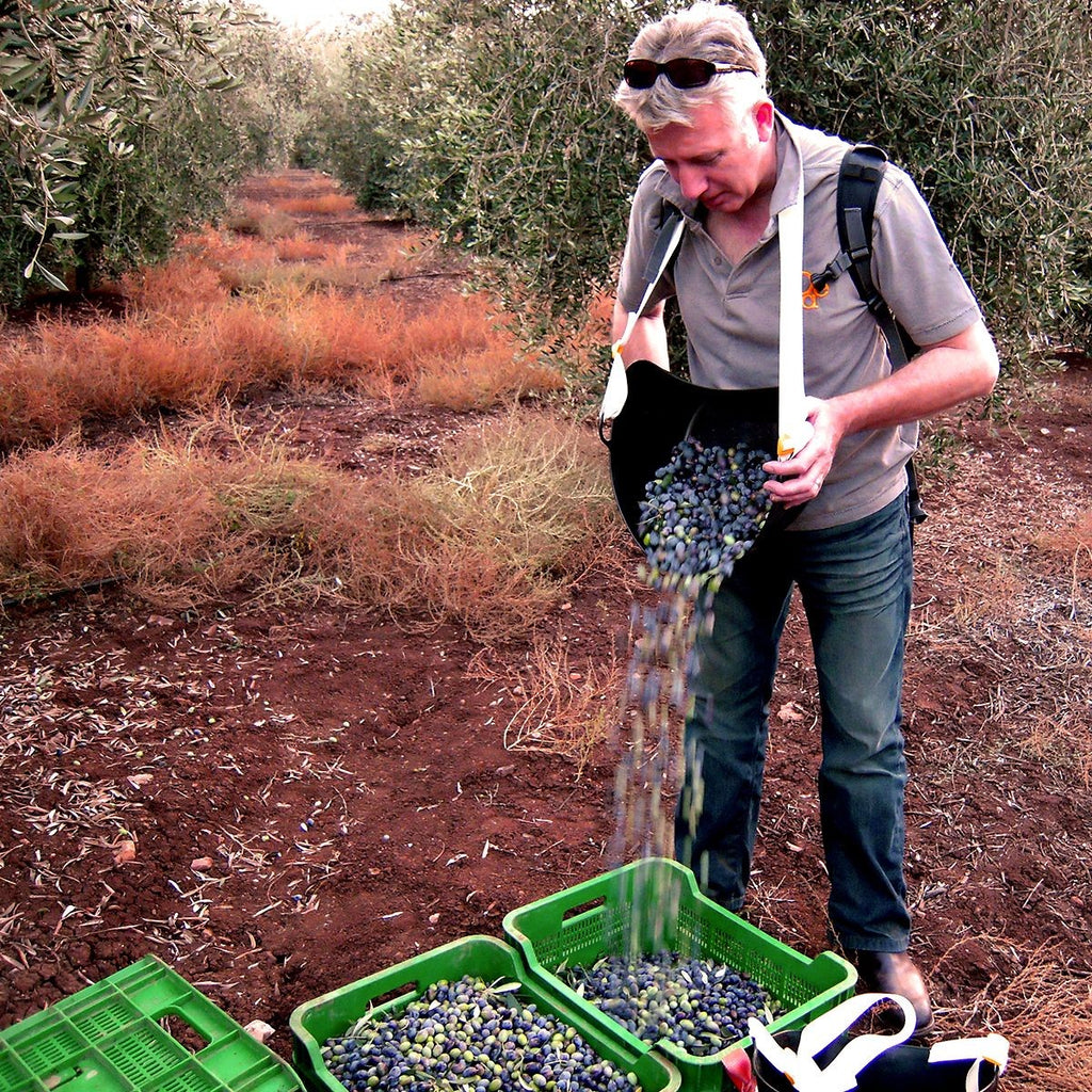 Full Moon Olive Harvest